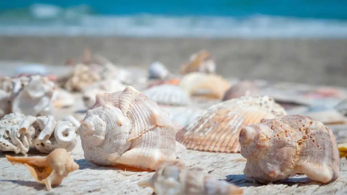 Shell Beach