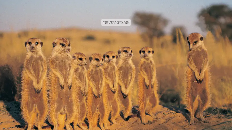 Safety Considerations in the Desert