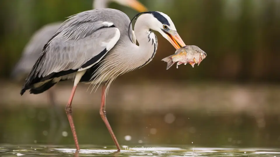 Wildlife photo showing a great blue heron fishing in the Kettle River with sandstone cliffs in background Banning State Park