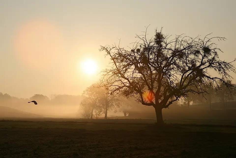 Early morning scene at the spring with mist rising from the water and golden sunlight filtering through cypress trees